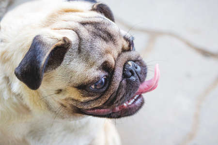 Portrait of a bulldog puppy with mouth open and tongue. Beware, there is an evil dog in the yardの写真素材