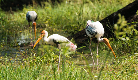 Painted stork bird sitting on a treeの写真素材
