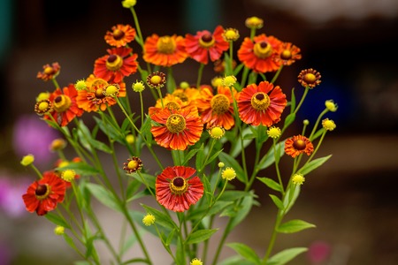 Flowers of orange and red colors on dark backgroundの写真素材