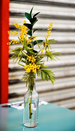 Mimosa in a vase on table in cafeの写真素材