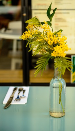 Mimosa in a vase on table in cafeの写真素材