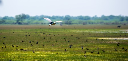 Bird flying on green grass in sunny day on fieldの写真素材
