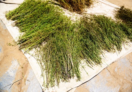 Raw lentils plants drying in the sunlightの写真素材