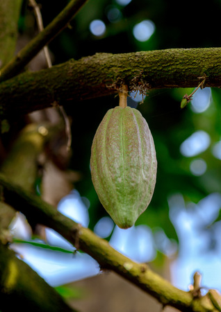 Cocoa Cacao pods on tree branchの写真素材