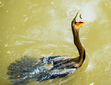Anhinga catching birdの写真素材