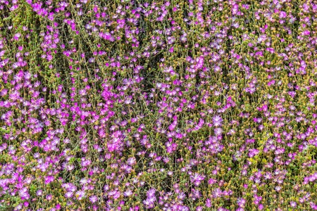 bed of small purple pink flowers backgroundの写真素材