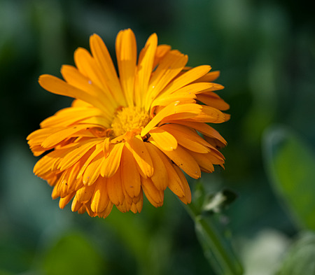 Orange flower with petals against green beckgroundの写真素材