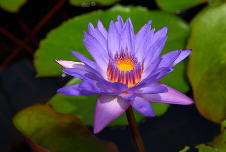 Violet water lilly in the pond with green leaves at background.の写真素材