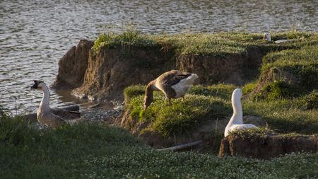 Ducks on a lakeshore in a sunset lightの写真素材