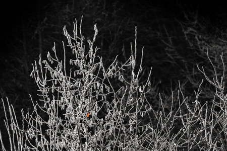 Close-up of frost-covered bushes bathed in the soft light of the morning sun. The intricate patterns of ice crystals create a delicate and beautiful scene. The dark background emphasizes the shimmering white frost, highlighting the textures and details of the branches. A serene and peaceful winter landscape.の写真素材