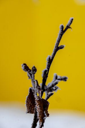 Close-up of a snow-covered branch with delicate frost patterns. The branch is set against a vibrant yellow background, creating a striking contrast. The image captures the beauty of winter and the intricate details of nature's frost formations. Perfect for representing winter themes, nature photography, or seasonal concepts. Shot during a photowalk in Obertauern, Salzburg, Austria.の写真素材