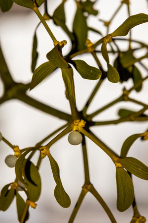 A detailed close-up shot of mistletoe branches against a clean white background. The image highlights the unique texture and shape of the mistletoe leaves and berries. The focus is sharp, emphasizing the natural beauty of this parasitic plant. Perfect for seasonal themes, nature photography, or botanical illustrations.の写真素材