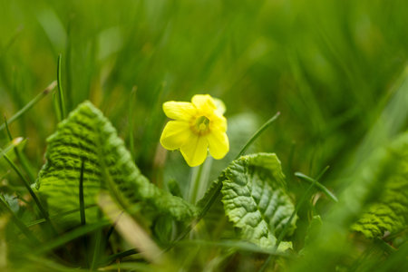 A close-up shot captures a vibrant yellow primrose flower blooming amidst a sea of lush green grass....