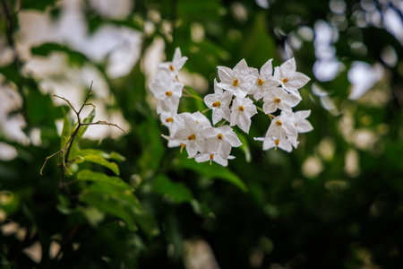 A close-up shot showcases delicate white jasmine flowers blooming amidst vibrant green foliage. The image evokes a sense of tranquility and natural beauty, perfect for use in botanical illustrations, wellness campaigns, or as a calming background element.