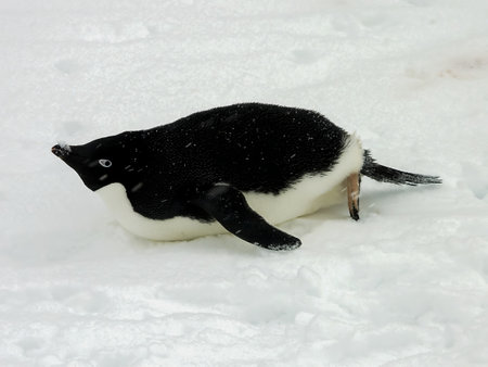 A penguin sliding on its belly across a snowy landscape, showcasing its distinctive black and white plumage. The scene captures the playful nature of this flightless bird in its natural habitat.の写真素材