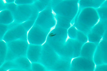 Single jellyfish swiming in the tourquoise water