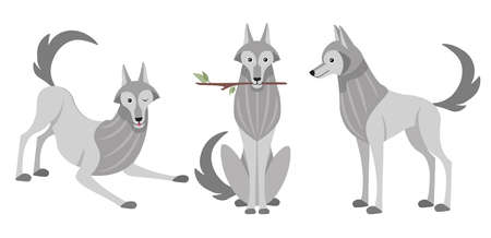 Vector illustration cute and beautiful wolf on white background. Charming character in different poses with plays, sits with a stick in the mouth and stands in cartoon style.のイラスト素材