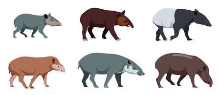 Set of different types of tapirs in cartoon style. Vector illustration of herbivores isolated on white background.のイラスト素材