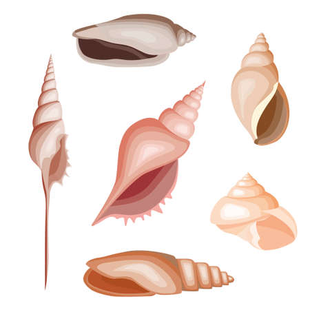 Set of multicolored seashells in cartoon style. Vector illustration of charming marine sinks of different shapes.のイラスト素材