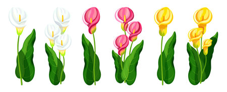 Set of beautiful arum lilies in cartoon style. Vector illustration of different arum lilies with green leaves: white, pink and yellow colors isolated on white background. Bouquets of arum lilies.のイラスト素材