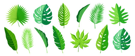 Set of beautiful tropical leaves cartoon style. Vector illustration of various stylized green leaves: monstera, banana, palm leaves isolated on white background. Jungle leaves. Rainforest.のイラスト素材