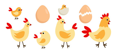 Set of cute yellow chickens in cartoon style. Vector illustration of beautiful characters: hens, rooster, chicks in different sizes and poses, whole egg, with cracks isolated on white background.のイラスト素材