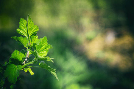 Green Texture leaves on a branch Spring sunny beautifulの写真素材