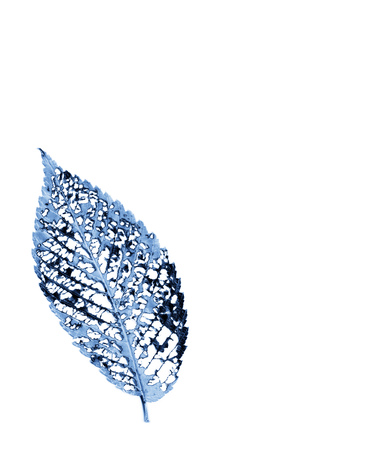 Insect damage on autumn elm leaf leaves skeletal vein structure on white backgroundの写真素材