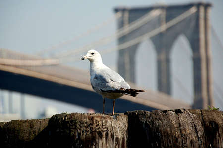 seagull in front of Brooklyn Bridgeの写真素材