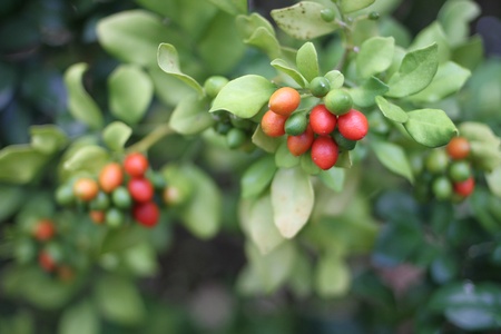 Mock Orangeの写真素材