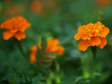 Marigoldsの写真素材