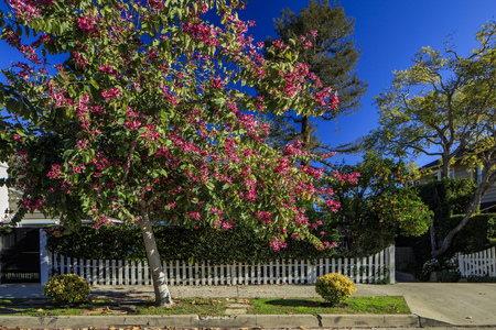 Spring view of a blossoming tree and a pittosporum near a white picket fence.の写真素材