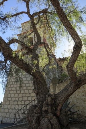 A dramatic view looking up past a pepper tree towards the Santa Barbara Mission bell towerの写真素材