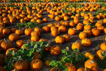 Pumpkin patch in Southern California with a variety of pumpkins to choose fromの写真素材