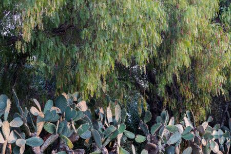 Pepper tree canopy over a large group of cacti caught in perfect lightの写真素材