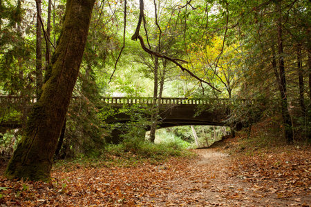 A footbridge in the woods in California