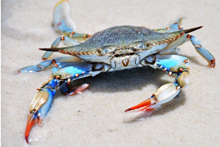 Blue crab on a white sand beachの写真素材