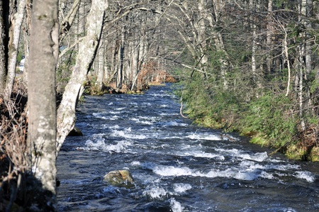 Rushing River surrounded by treesの写真素材