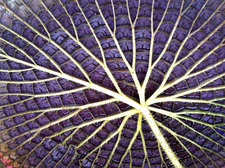 Alien-looking, veined and spiney underside of Amazonian water lilyの写真素材