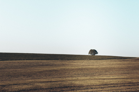 beautiful landscape and lone tree in the fieldsの写真素材