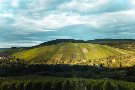 vineyards landscape on the hills near stuttgartの写真素材
