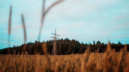 corn field in the sun, nature, yellowの写真素材