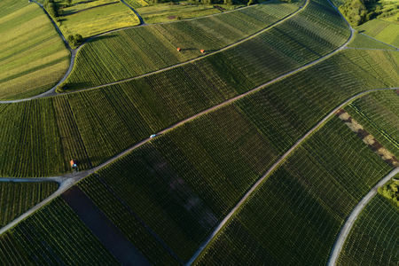 vineyards landscape on the hill from top with drone, djiの写真素材