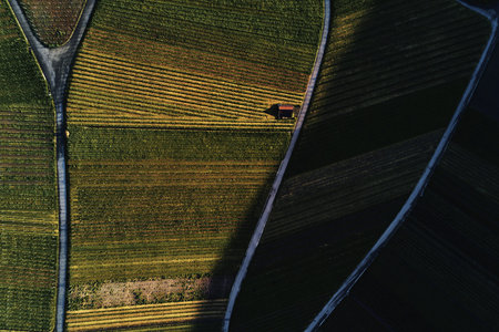 vineyards landscape on the hill from top with drone, dji