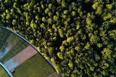 vineyards landscape on the hill from top with drone, dji