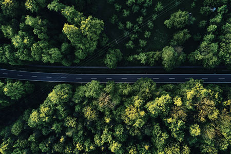 street between large trees from top with drone aerial view, landscapeの写真素材