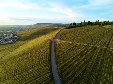 vineyards landscape on the hill from top with drone, djiの写真素材