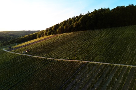 vineyards landscape on the hill from top with droneの写真素材