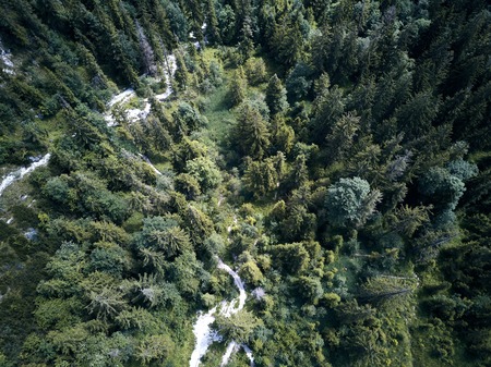 trees from above, aerial view flying with drone