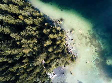 Aerial view of trees near the lake and the forest from above